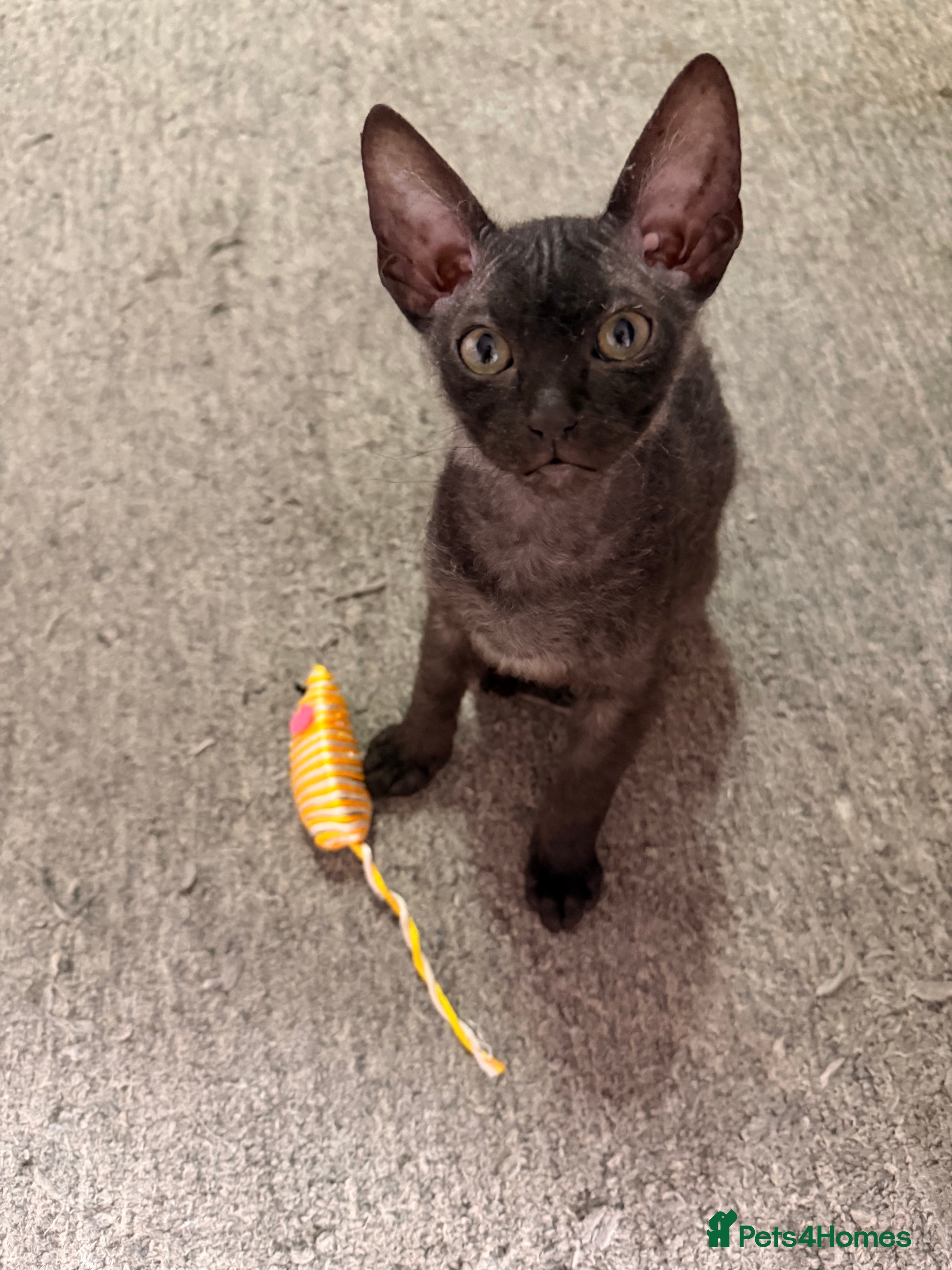 Mixed Breed cats Beautiful Velour Sphynx boy left 🖤 - Advert 15