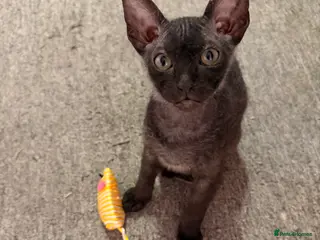 Mixed Breed cats Beautiful Velour Sphynx boy left 🖤 - Advert 15