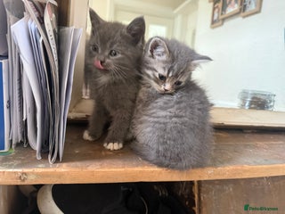 Persian cats - Advert 2