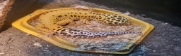 Leopard Gecko reptiles for sale: 2 leopard geckos and 2 complete setups - Advert 3