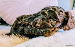 Cockapoo dogs for sale: 4 males and 1 female, chocolate coated cockerpoos  - Image 14