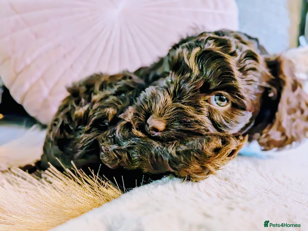 Cockapoo dogs for sale: 4 males and 1 female, chocolate coated cockerpoos  - Image 14