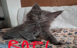 Maine Coon cats for sale: Gorgeous Maine Coon Kittens-Champion Bloodlines - Image 35