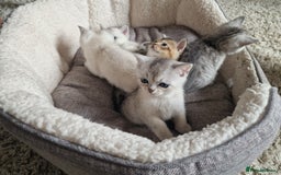 Scottish Fold cats for sale: Beautiful Scottish fold kittens - Image 13