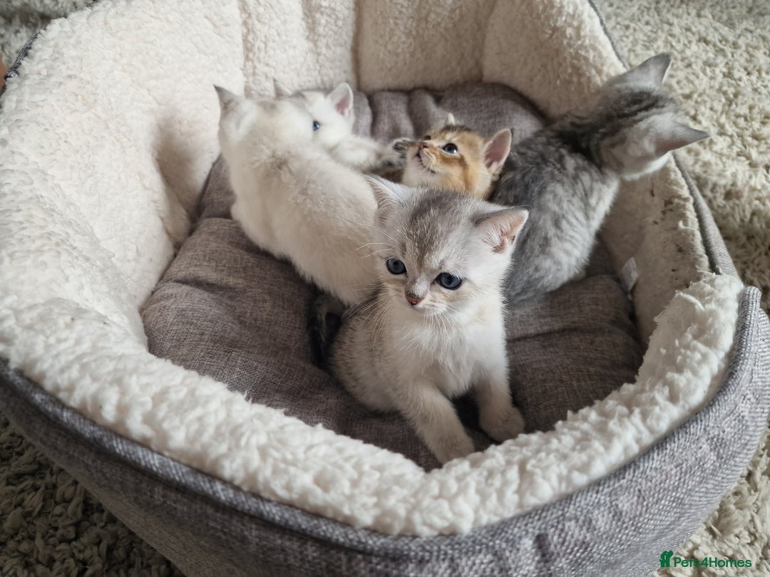 Scottish Fold cats for sale: Beautiful Scottish fold kittens - Image 13