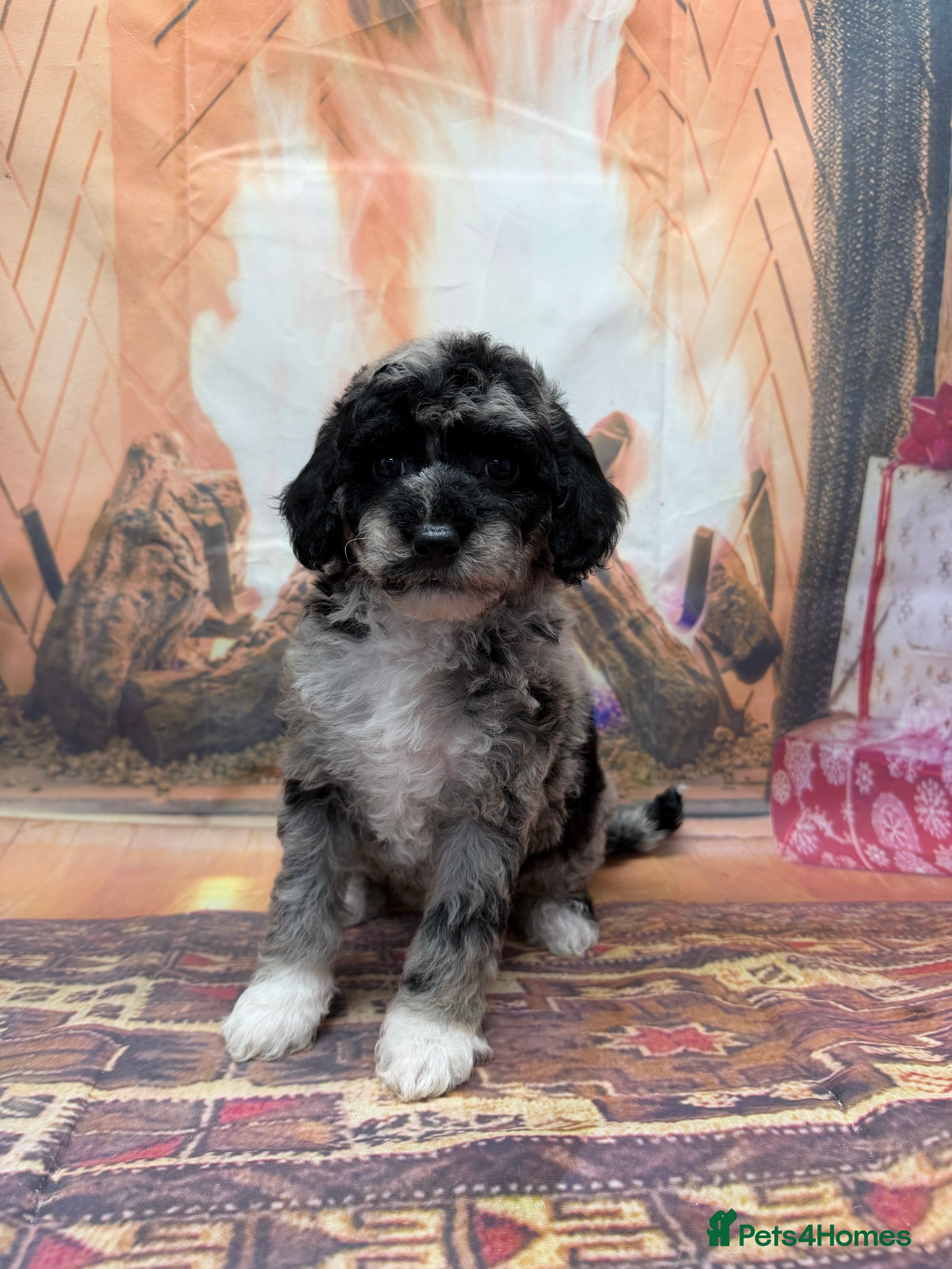 Miniature Poodle dogs 3 silver Merle girls - Advert 17