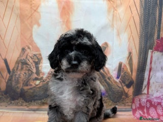 Miniature Poodle dogs 3 silver Merle girls - Advert 17