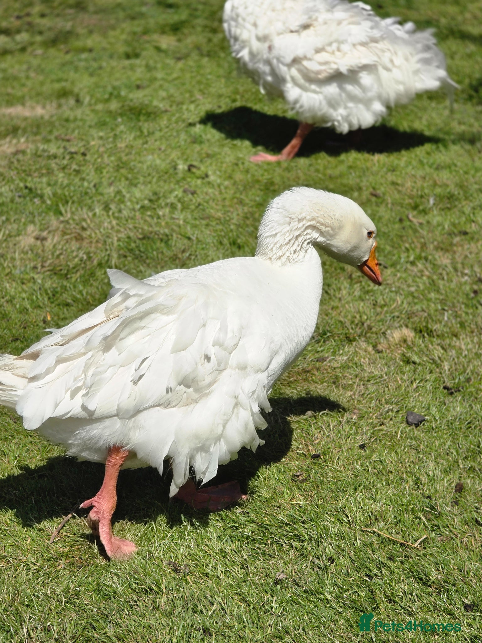 Geese poultry for sale: Male Sebastopol Gander - 3 yrs- Proven - Advert 3
