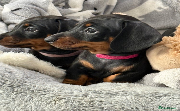 Miniature Dachshund dogs - Advert 1