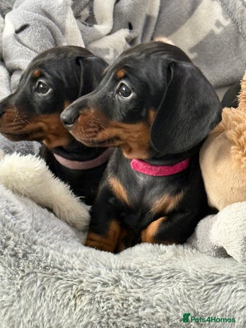 Miniature Dachshund dogs - Advert 1