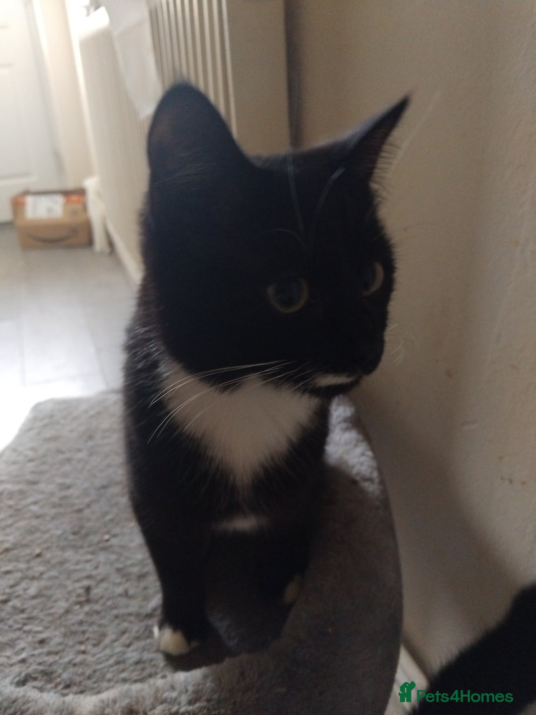 Mixed Breed cats for sale: Mixed breed kitten - Advert 4