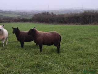 Sheep livestock - Advert 10