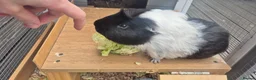 Guinea Pig rodents for sale: Lovely Guinea Pigs for Sale – Friendly & Healthy in Canvey Island - Advert 3