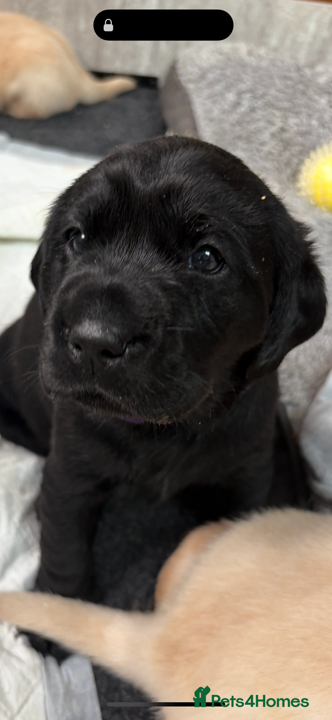 Labrador Retriever dogs for sale: Stunning kc labradors  - Image 5