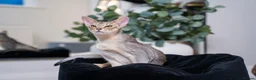 Abyssinian cats for sale: Super Cuddling Boy Champion Line 🏆 Silver Black - Advert 16