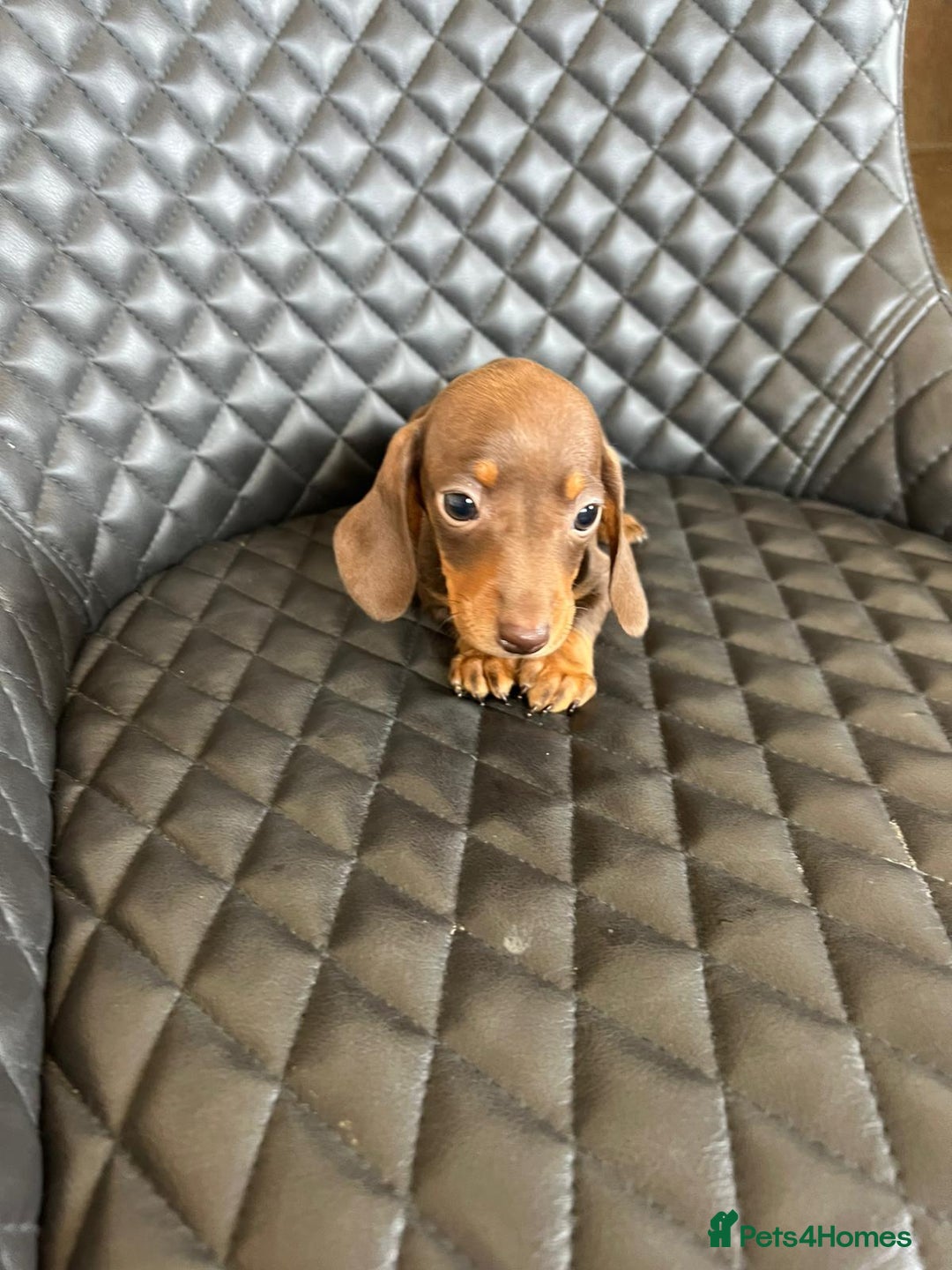Dachshund dogs for sale: Dachshund puppies  - Image 9