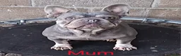 French Bulldog dogs for sale: Gorgeous French Bulldog Puppies  - Advert 22