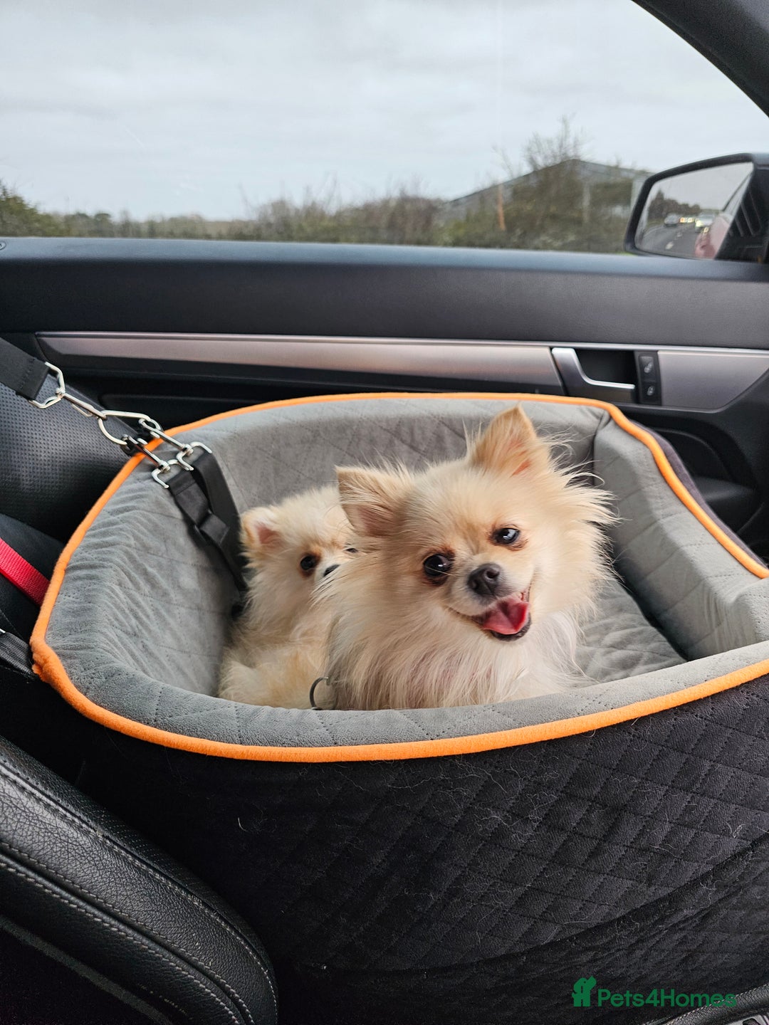 Pomeranian dogs for sale: 🐾 Beautiful Pomeranian Puppy Girl for Sale 🐾 - Advert 4
