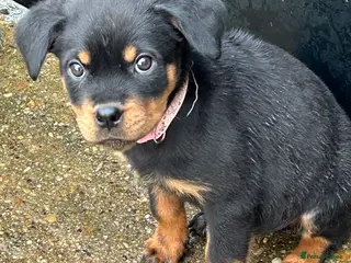 Rottweiler dogs Champion bloodline Rottwiler Puppies - Advert 8