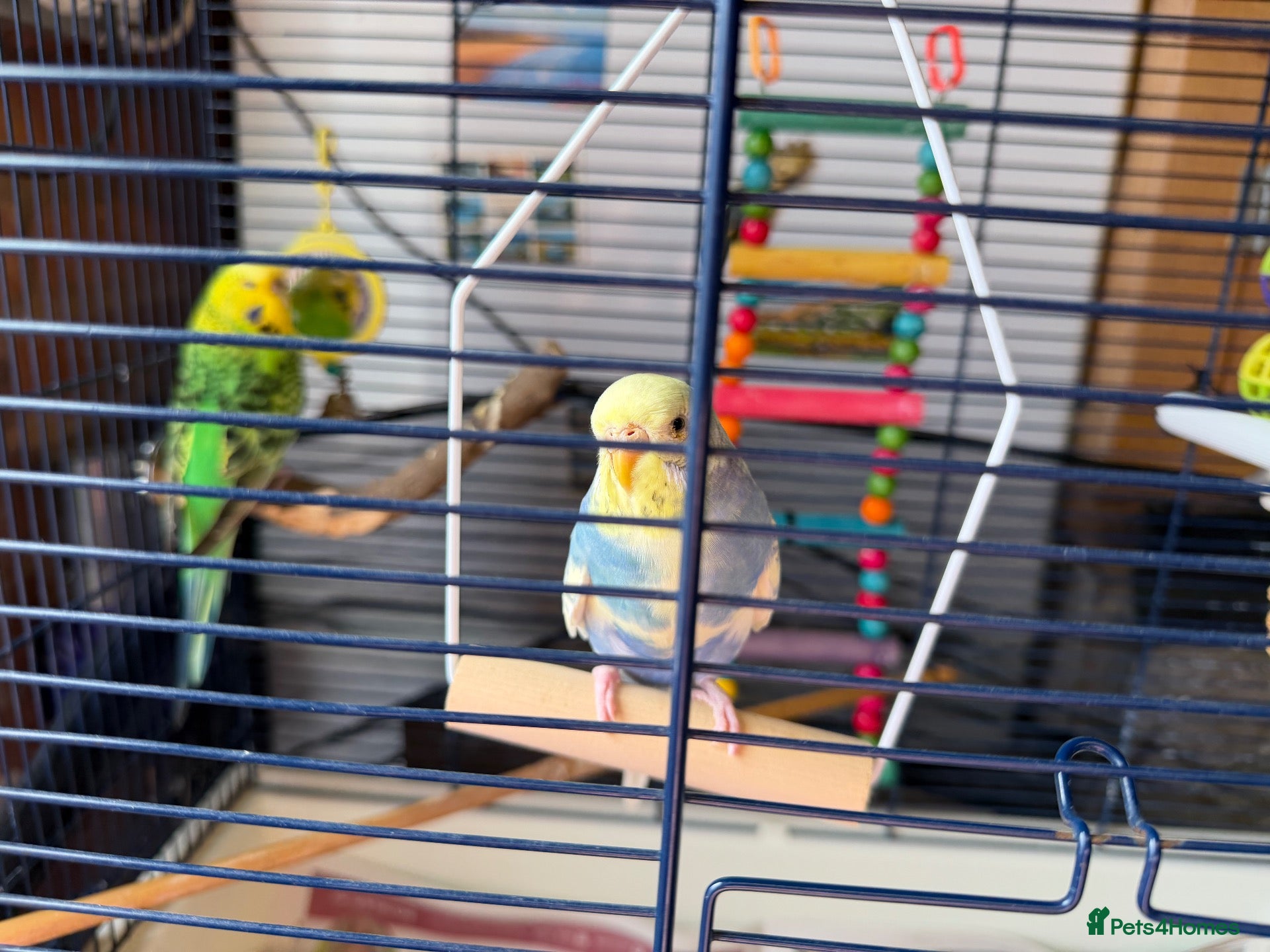 Budgerigars birds 2 beautiful budgies with cage/accessories - Advert 5