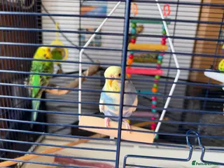 Budgerigars birds 2 beautiful budgies with cage/accessories - Advert 5