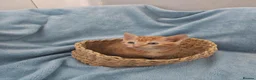 Mixed Breed cats for sale: Beautiful Kittens Videos in Barnsley - Advert 17