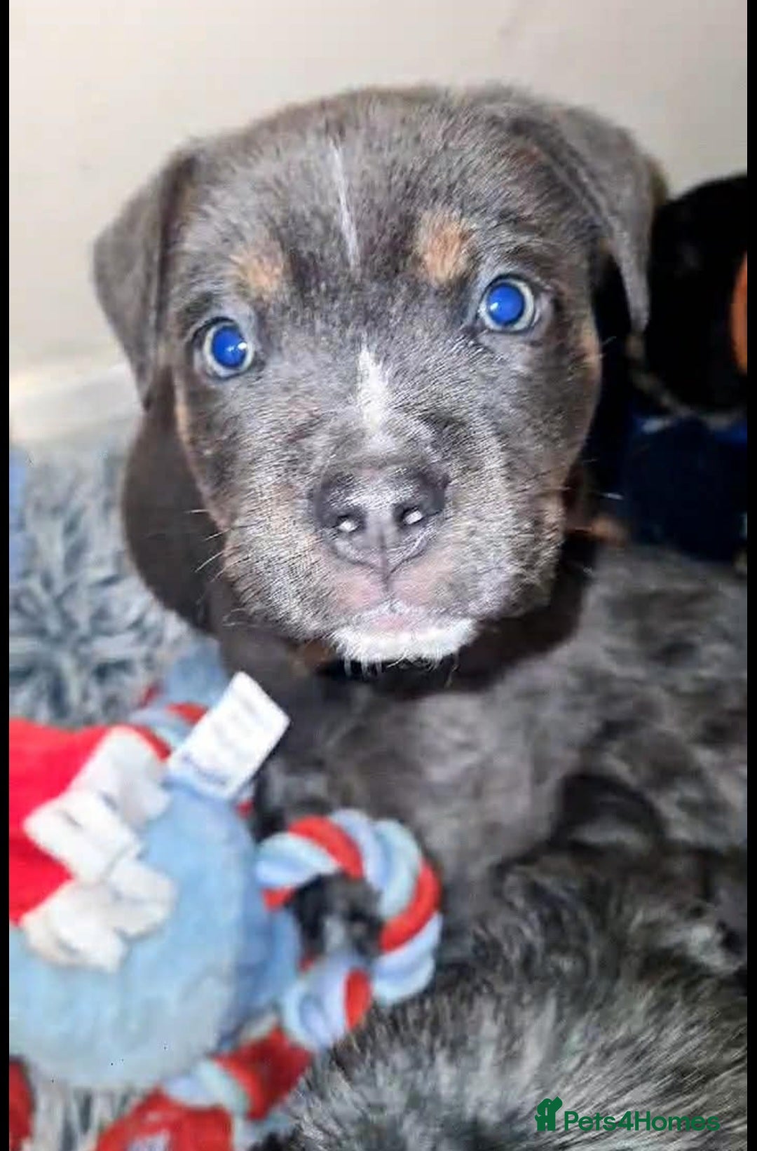 Mixed Breed dogs for sale: Staffy cross pups  - Advert 3