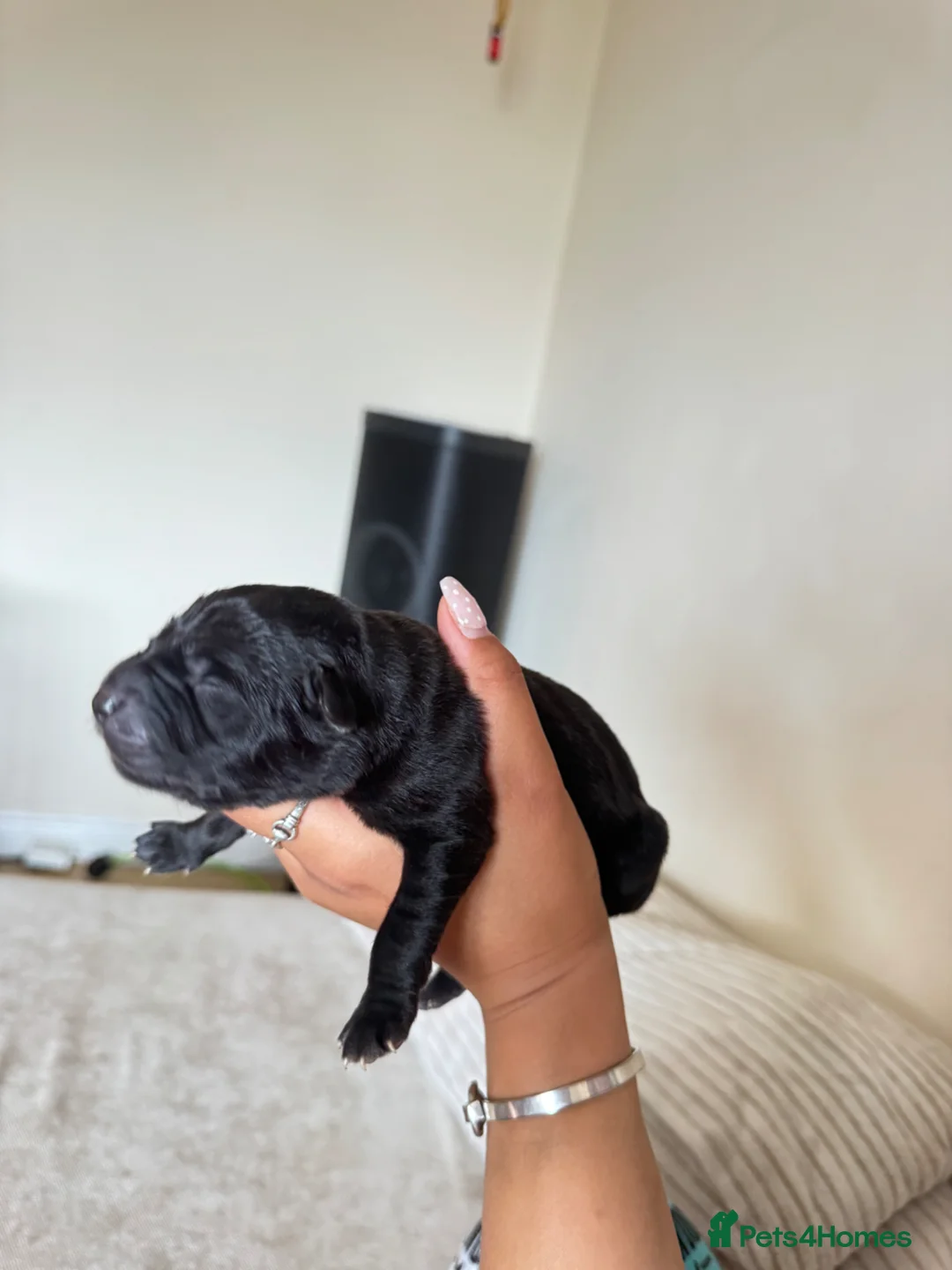 Borador dogs for sale: Boarder puppies  - Advert 2