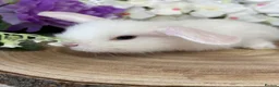 Mini Lop rabbits for sale: Mini Lop Bunnies - Advert 11