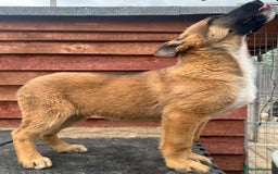 Mixed Breed dogs for sale: German shepherd x Belgian shepherd puppies - Image 32