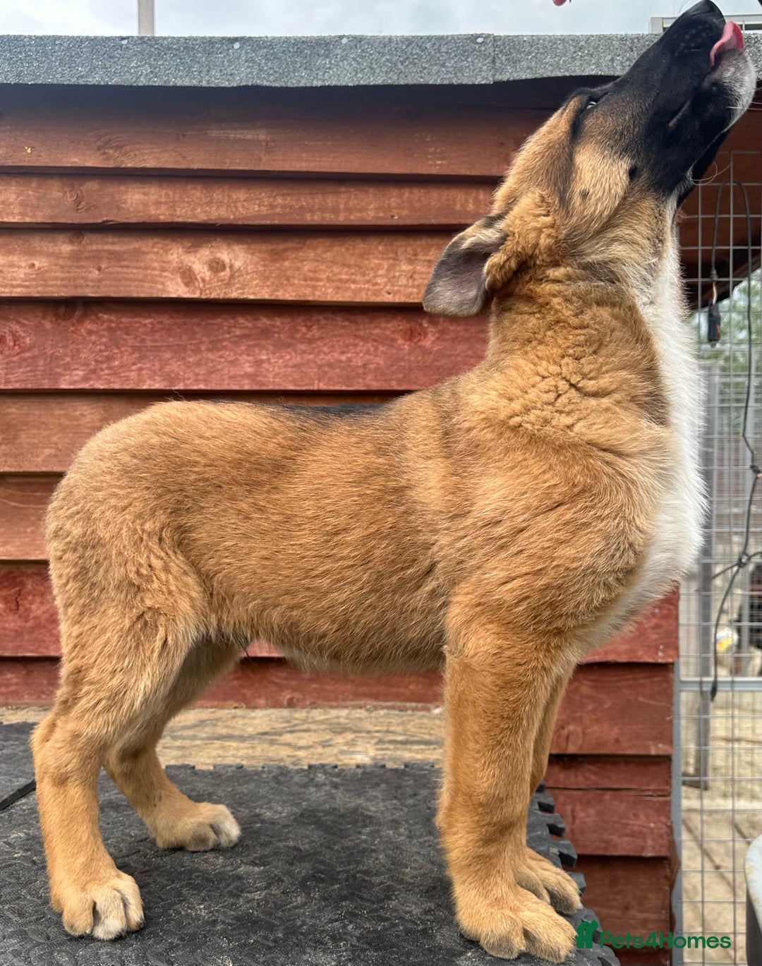 Mixed Breed dogs for sale: German shepherd x Belgian shepherd puppies - Image 32