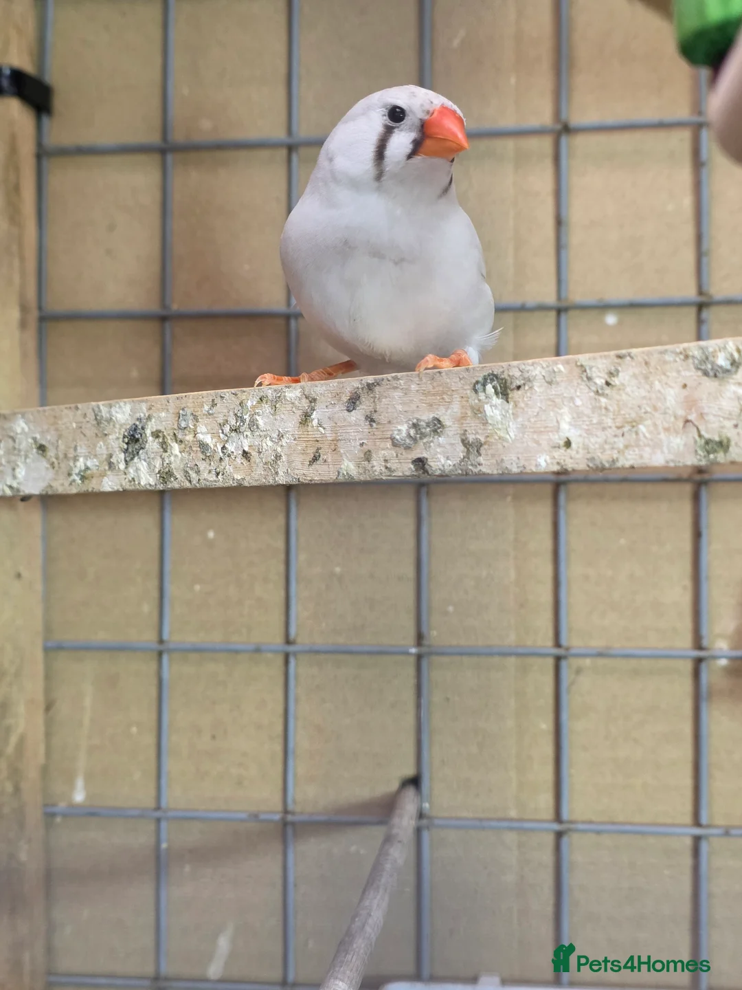 Finches birds for sale: Zebra Finch  - Advert 2
