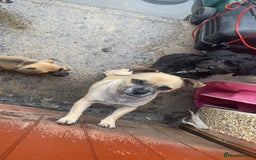 Jug dogs for sale: Lovely little bundle of joy  - Image 8