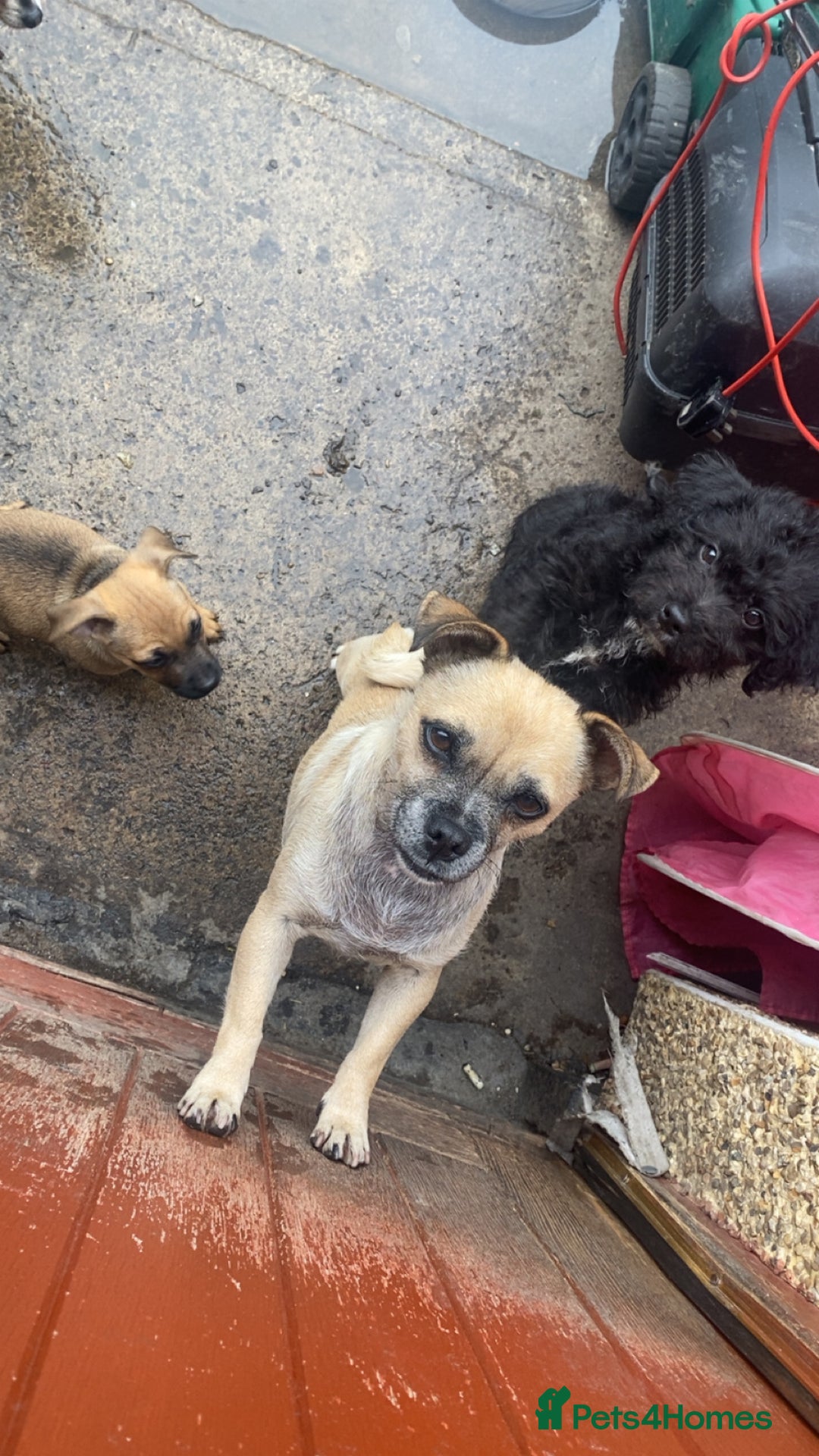 Jug dogs for sale: Lovely little bundle of joy  - Image 8
