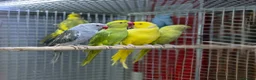 Ringnecks birds for sale: Ringneck  - Advert 5