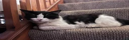 Mixed Breed cats for sale: Please adopt Milo  - Advert 7