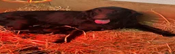 Flat coated Retriever dogs for sale: Fabulous litter of flatcoated retriever puppies - Advert 7
