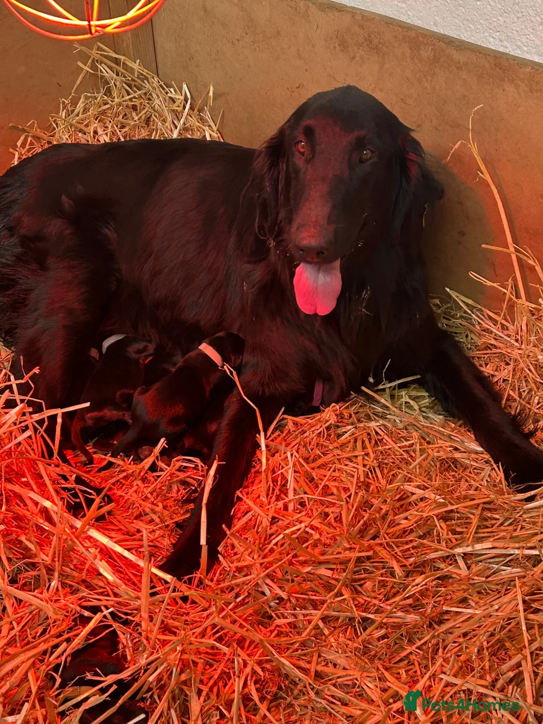 Flat coated Retriever dogs for sale: Fabulous litter of flatcoated retriever puppies - Advert 7