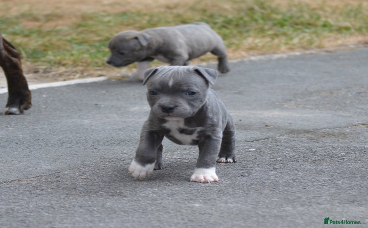 Staffordshire Bull Terrier dogs - Advert 2
