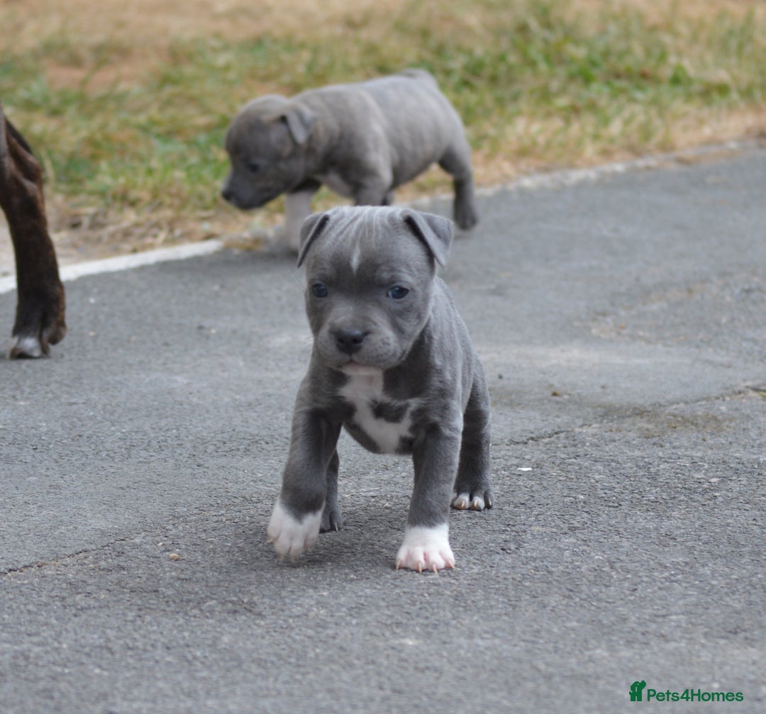 Staffordshire Bull Terrier dogs for sale: 1 staffy girl available! Beautiful! - Image 1