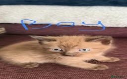 Mixed Breed cats for sale: 4 x Ragdoll mix kitten ready to leave 15/10/25 - Image 2