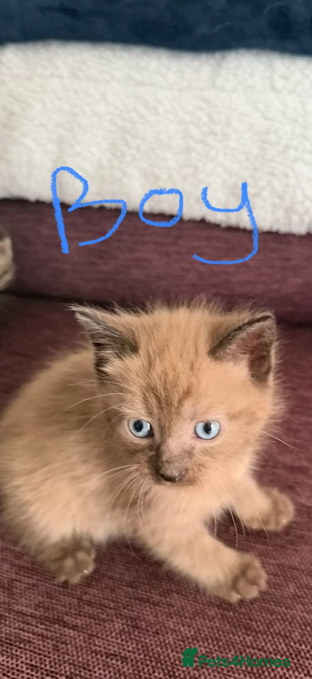 Mixed Breed cats for sale: 4 x Ragdoll mix kitten ready to leave 15/10/25 - Image 2