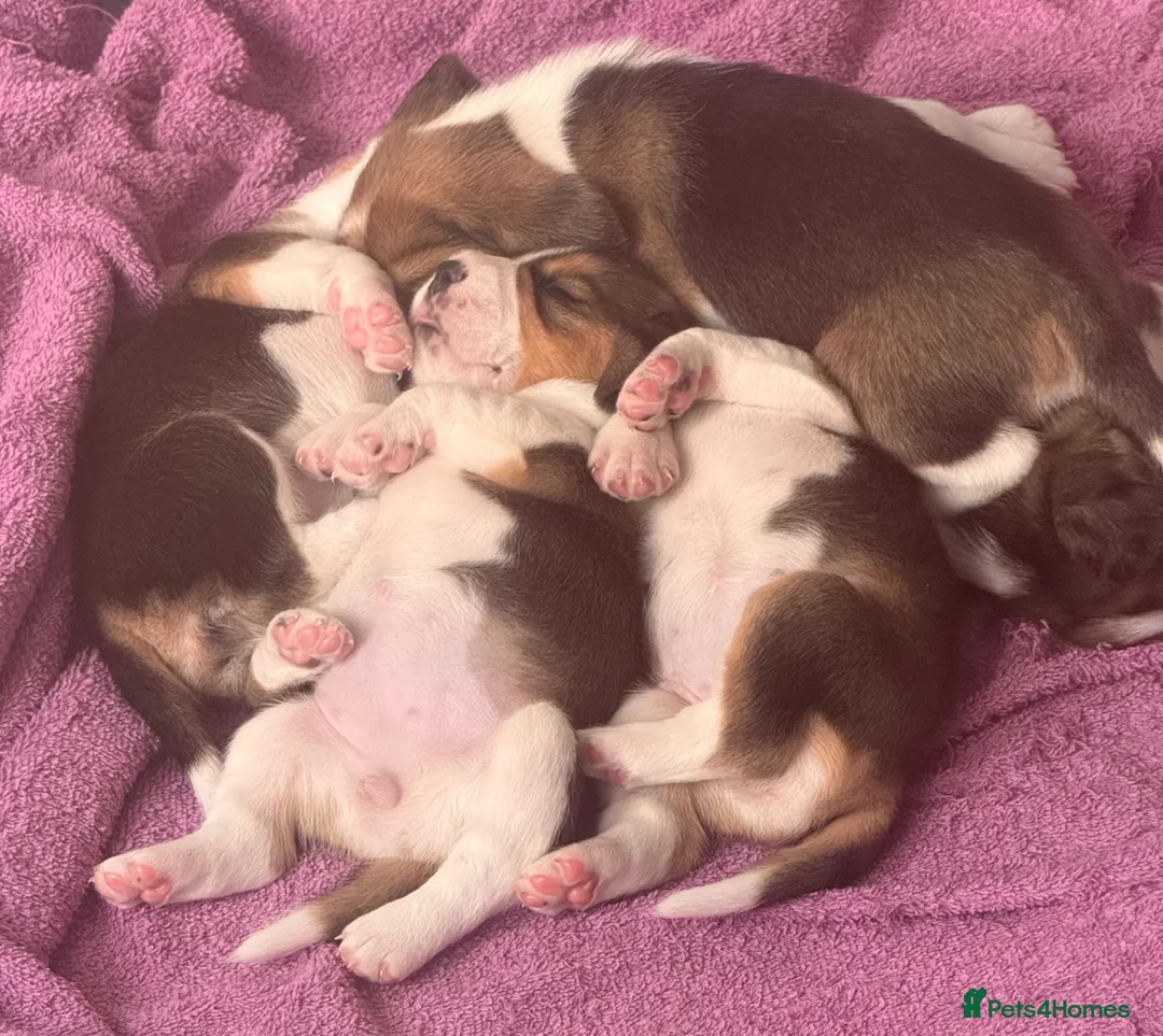 Beagle dogs for sale: 6 Beautiful Beagle girls available for sale - Advert 1