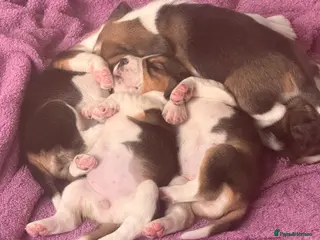 Beagle dogs 6 Beautiful Beagle girls available for sale - Advert 2