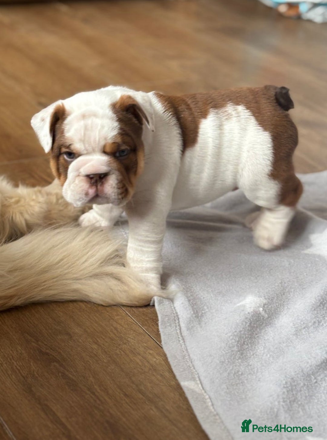 English Bulldog dogs for stud: Red Bulldog Stud - Image 5