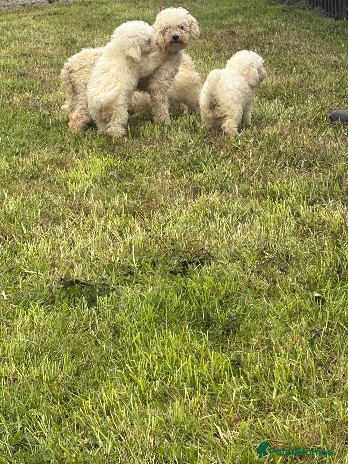 Miniature Poodle dogs Beautiful pure white mini poodles for sale!!! - Advert 1