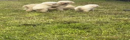 Miniature Poodle dogs for sale: Beautiful pure white mini poodles for sale!!! - Advert 1