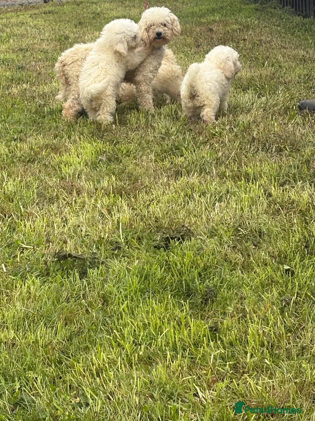 Miniature Poodle dogs for sale: Beautiful pure white mini poodles for sale!!! - Advert 1