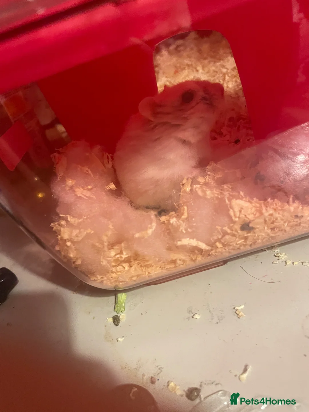 Hamster rodents for sale: Snow White Syrian hamster in Manchester - Advert 7