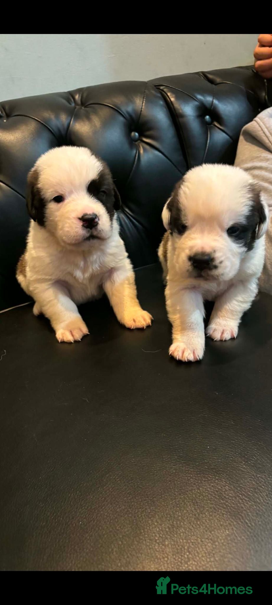 Saint Bernard dogs Beautiful saint Bernard litter  - Advert 3